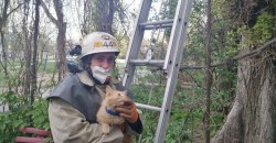 Под Днепром спасатели помогли спуститься «рыжику» с дерева