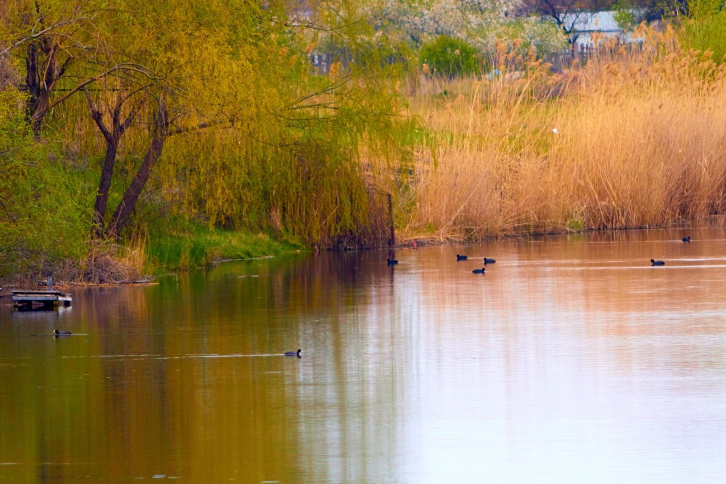 В Днепре на озере Курином запечатлели трогательную лебединую пару - рис. 9