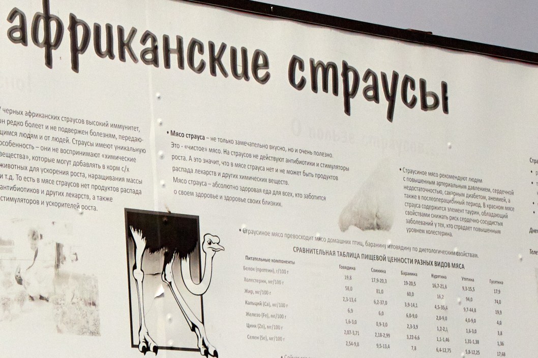 В Днепре на Донецкое шоссе после зимовки вернулись страусы (ФОТО) - рис. 4