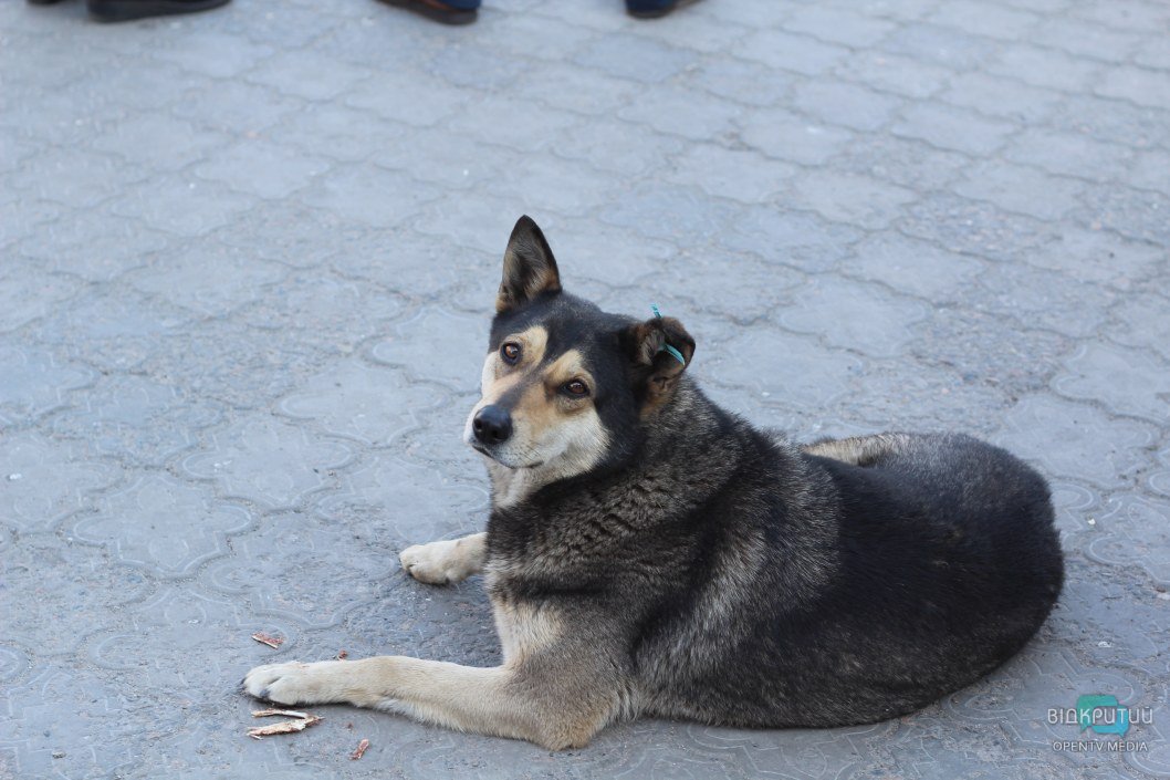 Город-призрак: как сейчас выглядит пустынный ж/д вокзал в Днепре (ФОТОРЕПОРТАЖ) - рис. 14