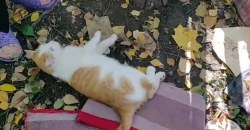 Помогите спасти: в Днепре живодеры до полусмерти избили котика - рис. 12