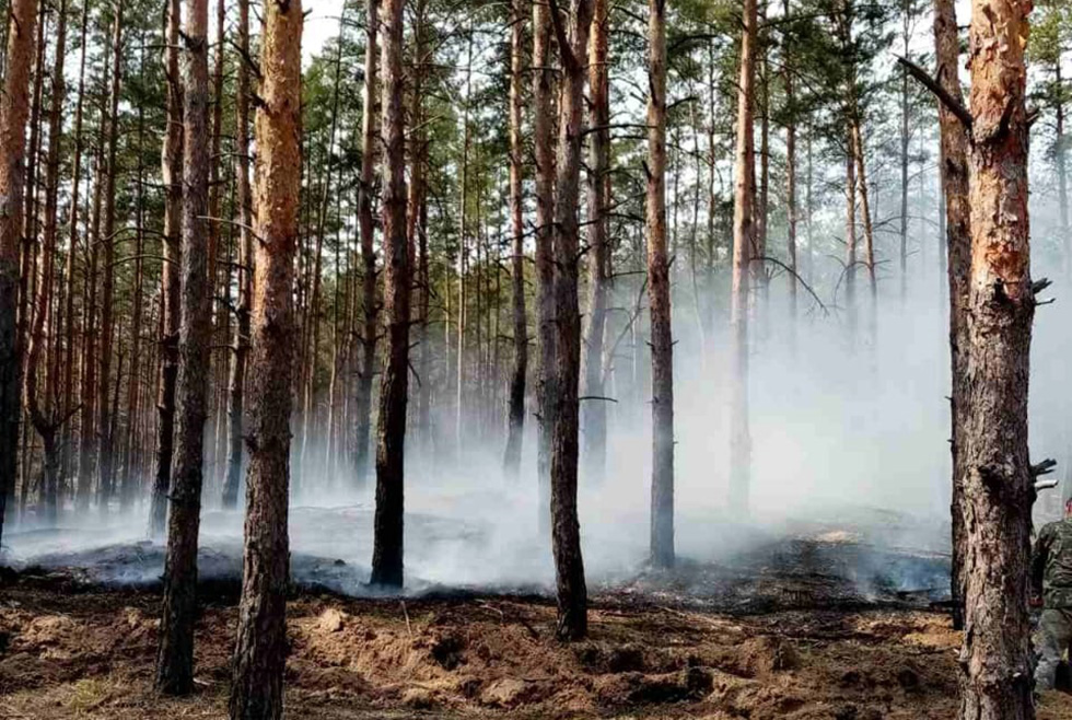 В Днепре произошёл пожар в Обуховском лесничестве (ФОТО) - рис. 1