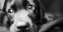 Человеческая жестокость не знает границ: под Днепром нашли труп собаки, с которой сняли шкуру - рис. 8