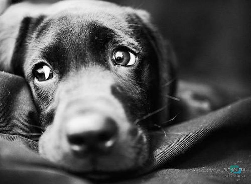 Человеческая жестокость не знает границ: под Днепром нашли труп собаки, с которой сняли шкуру - рис. 1