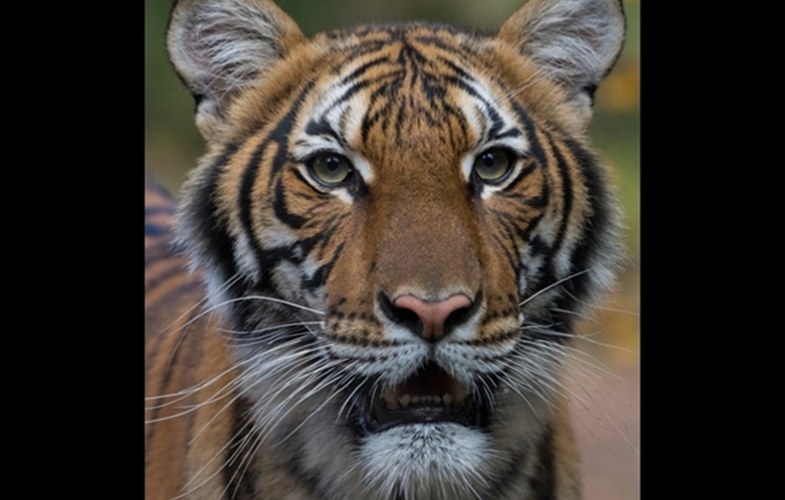 Под угрозой животные: тигр заразился коронавирусом в зоопарке США - рис. 1