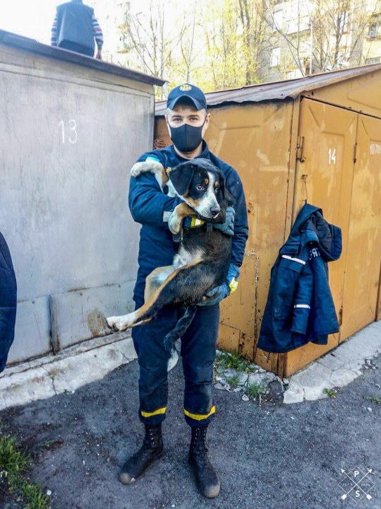 Смертельная ловушка: спасатели освободили собаку, которая чуть не погибла по неосторожности (ФОТО) - рис. 4