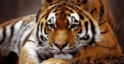 Под угрозой животные: тигр заразился коронавирусом в зоопарке США - рис. 16