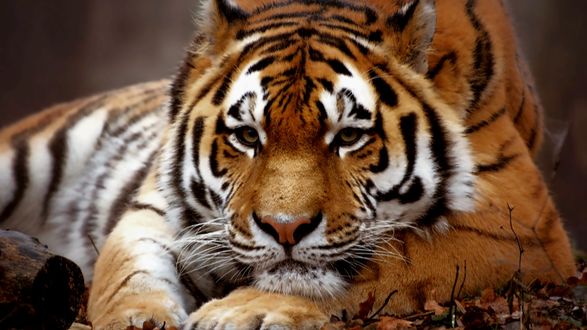 Под угрозой животные: тигр заразился коронавирусом в зоопарке США - рис. 2