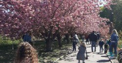 Наплевали на запрет: на аллее сакур у ДИИТа фотографируются десятки днепрян (ФОТО) - рис. 4