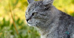 Последнее предупреждение: заммэра Днепра приехал домой к хозяйке 12 котов (ВИДЕО) - рис. 5