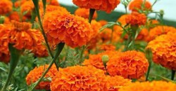 ВІДЕО: Тагетис, бегонії, петунії та герань. 65 тисяч квітів планують висадити у Дніпрі цього року - рис. 5