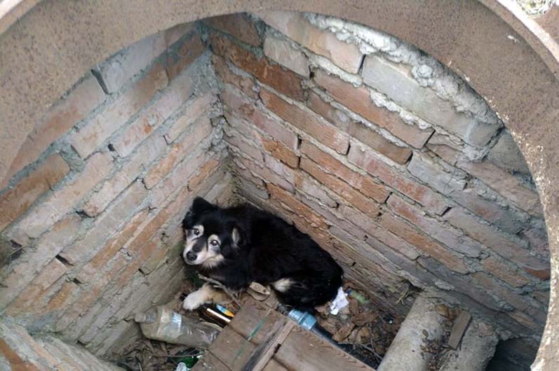 Спасатели помогли псу, который упал в колодец
