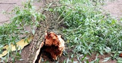 Падучая ива: в Днепре рухнуло большое дерево (ФОТО) - рис. 3