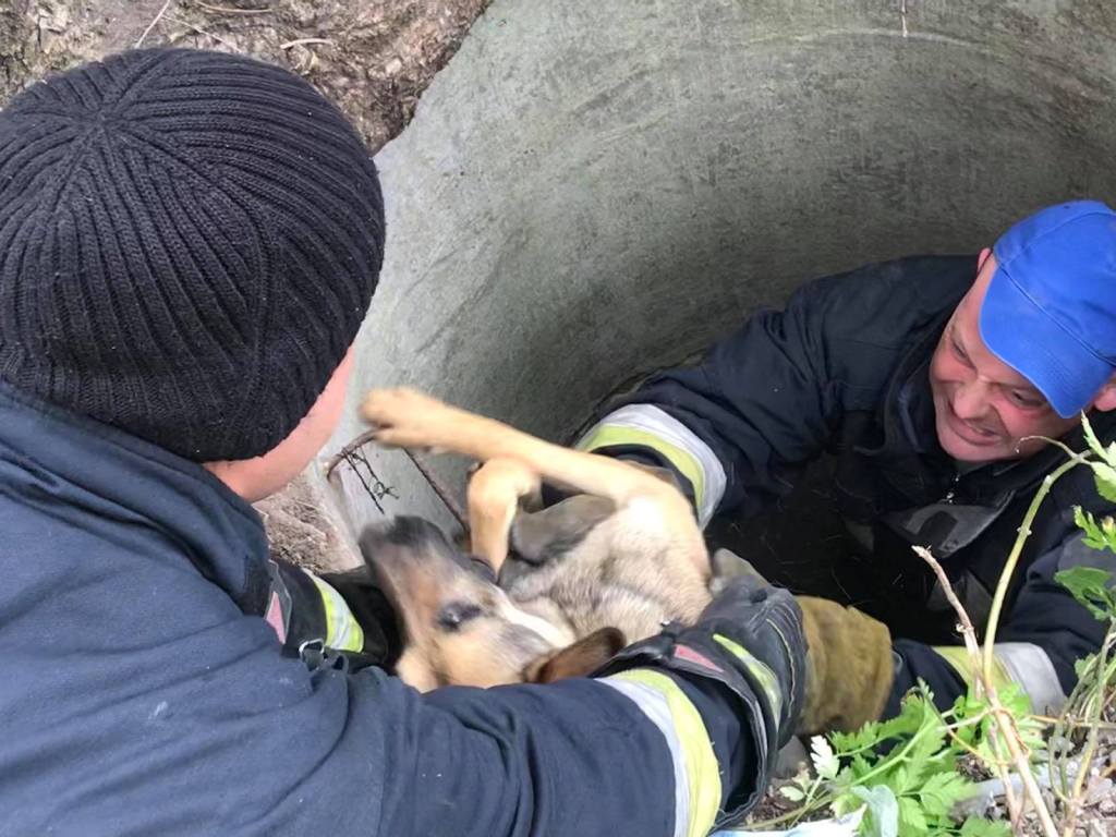 В Днепре на Тополе пёс упал в 4-метровый люк (ФОТО)