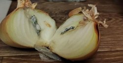 Еда с сюрпризом: на Днепропетровщине в колонию передали посылку с наркотиками (ФОТО) - рис. 8