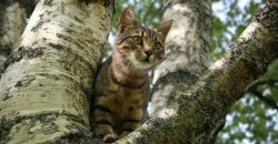 Помочь полосатым: под Днепром спасли котика, который застрял на дереве (ФОТО) - рис. 3
