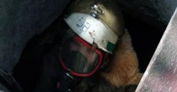 Под Днепром кошка упала в колодец с водой (ФОТО) - рис. 1