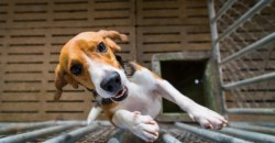 Мэри Догинс: как талантливые собаки из Днепра танцуют в поддержку медработников (ВИДЕО) - рис. 8