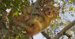 Вернули домой: в Днепре спасли котика, который застрял на дереве (ФОТО) - рис. 11
