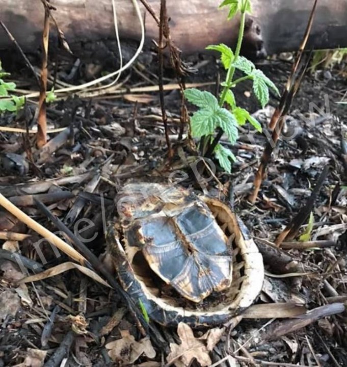 Под Днепром из-за пожара погибло множество черепах (ФОТО)