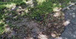Незваная гостья: в Днепре возле жилого дома обнаружили змею (ФОТО) - рис. 6