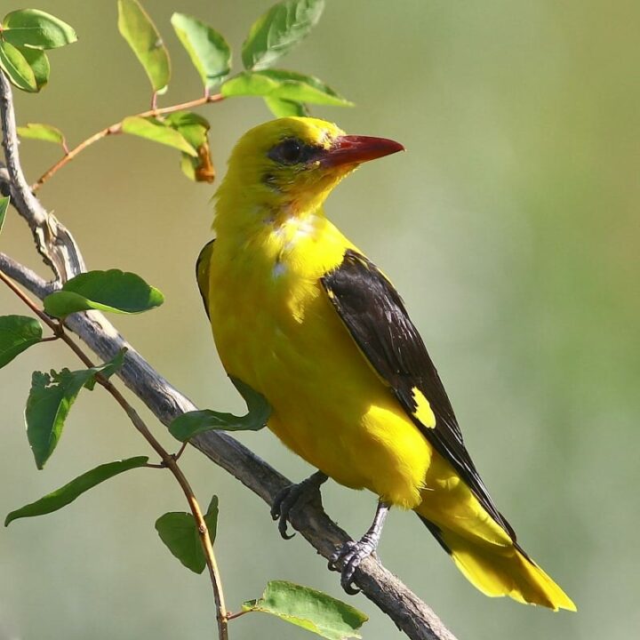 Желтое тельце и красный клюв: в Днепре заметили необычную птичку