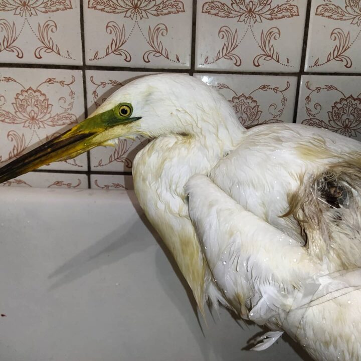 В Днепре волонтеры спасают цаплю: неизвестные подстрелили птицу