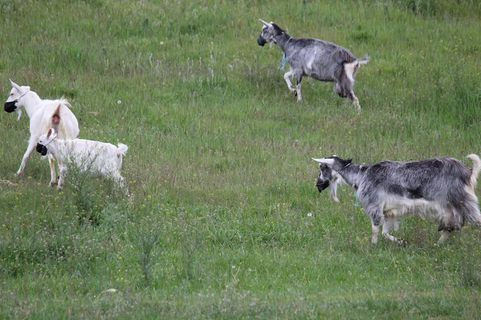 Карантин для всех един: в Днепре заметили коз в защитных масках (ФОТО)