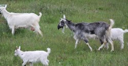 Карантин для всех един: в Днепре заметили коз в защитных масках (ФОТО) - рис. 16