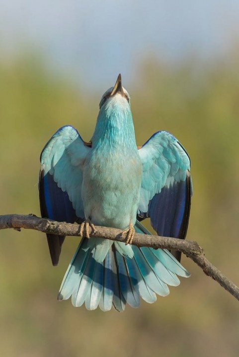 Синяя птица удачи: в Днепре заметили сизоворонку (ФОТО) - рис. 1