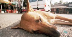 В Днепре водитель сбил собаку и оставил ее умирать (ФОТО 18+) - рис. 18
