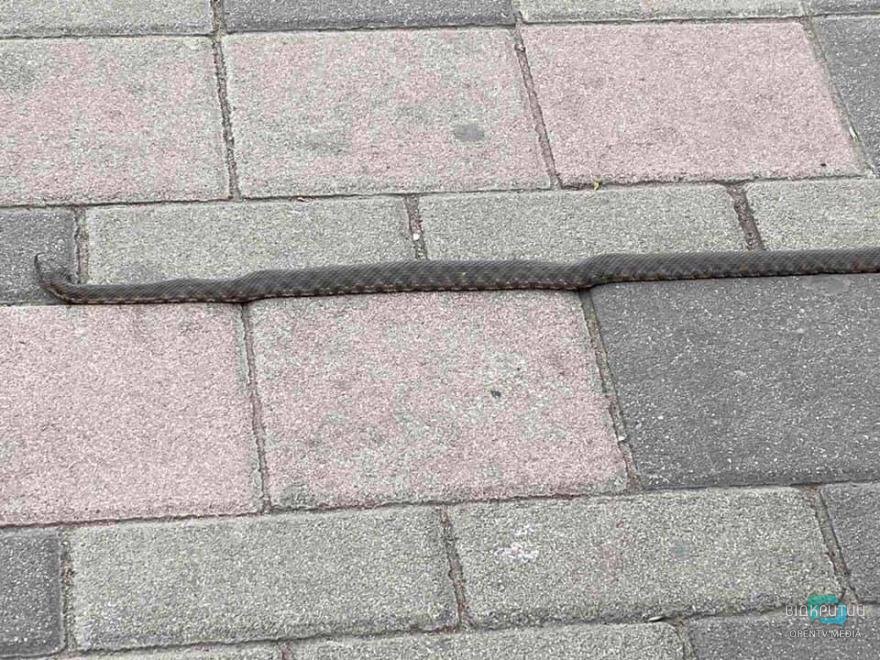 Смотрите под ноги: в Днепре змеи на Фестивальном причале