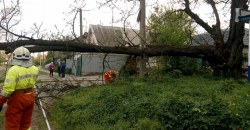 В Днепре дерево упало на трамвайные рельсы (ФОТО) - рис. 6