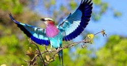 Синяя птица удачи: в Днепре заметили сизоворонку (ФОТО) - рис. 1