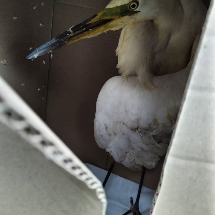 В Днепре волонтеры спасают цаплю: неизвестные подстрелили птицу