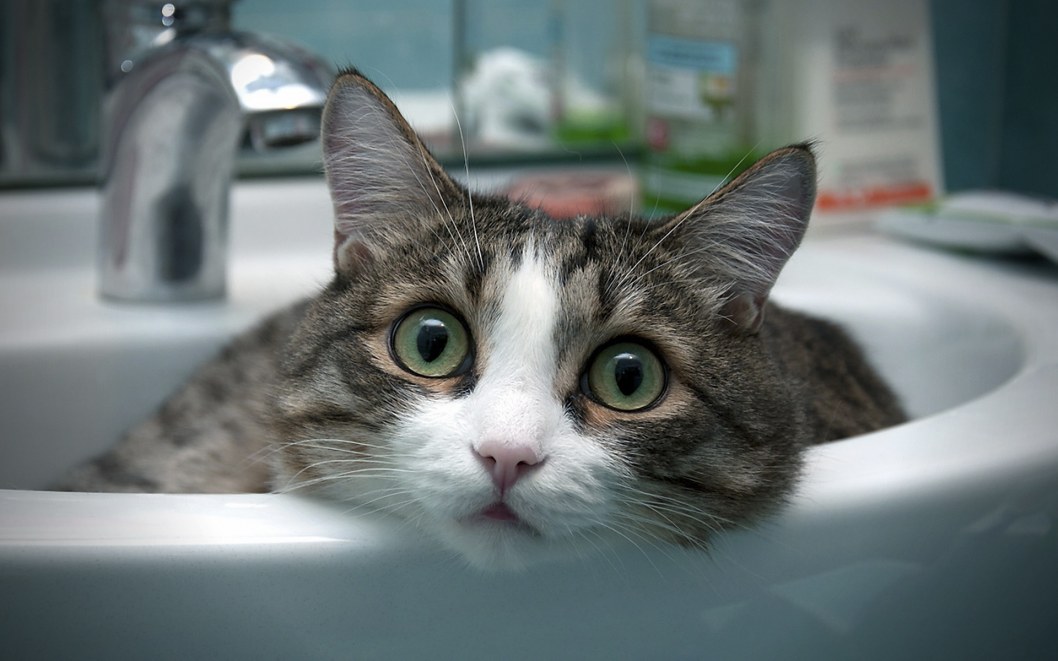 Котик в раковине
