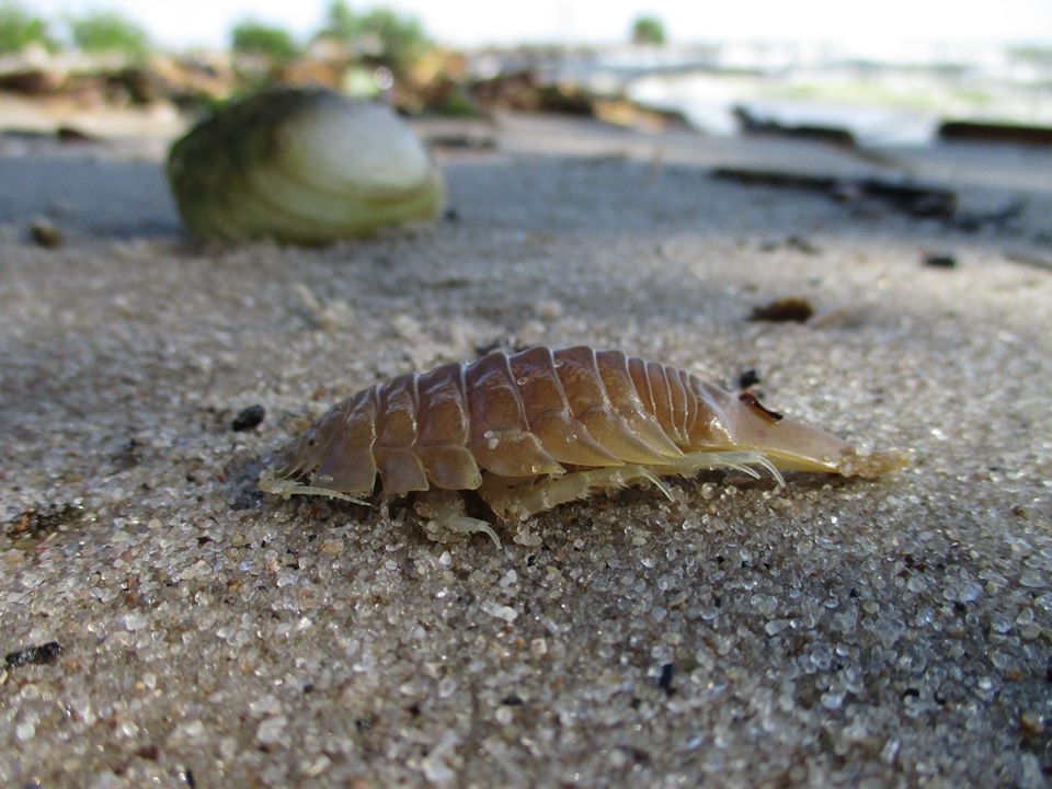 В Никополе на детском пляже поселился морской таракан (ФОТО)