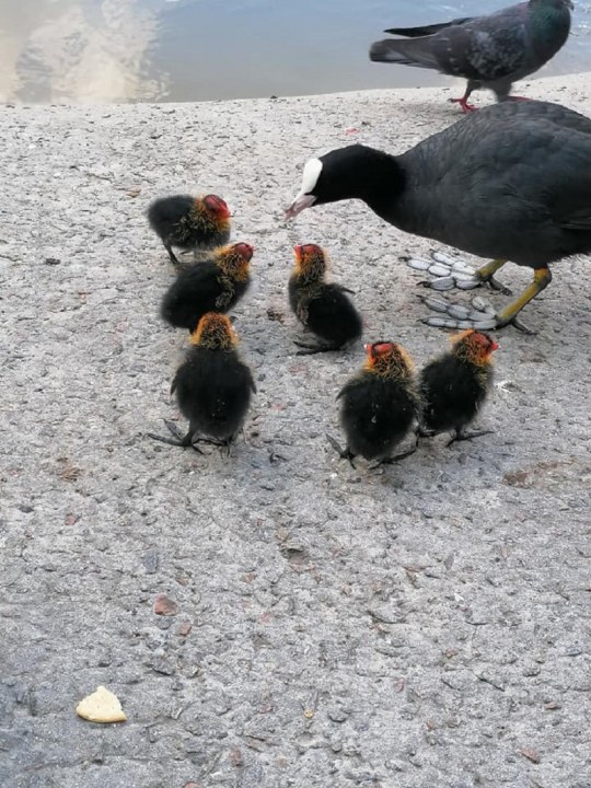 В парке Глобы поселилось семейство необычных пернатых: мама-лысуха и шестеро птенцов