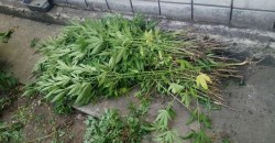 Сезон конопли в самом разгаре: на Днепропетровщине задержали мужчин за выращивание наркотиков (ФОТО) - рис. 13