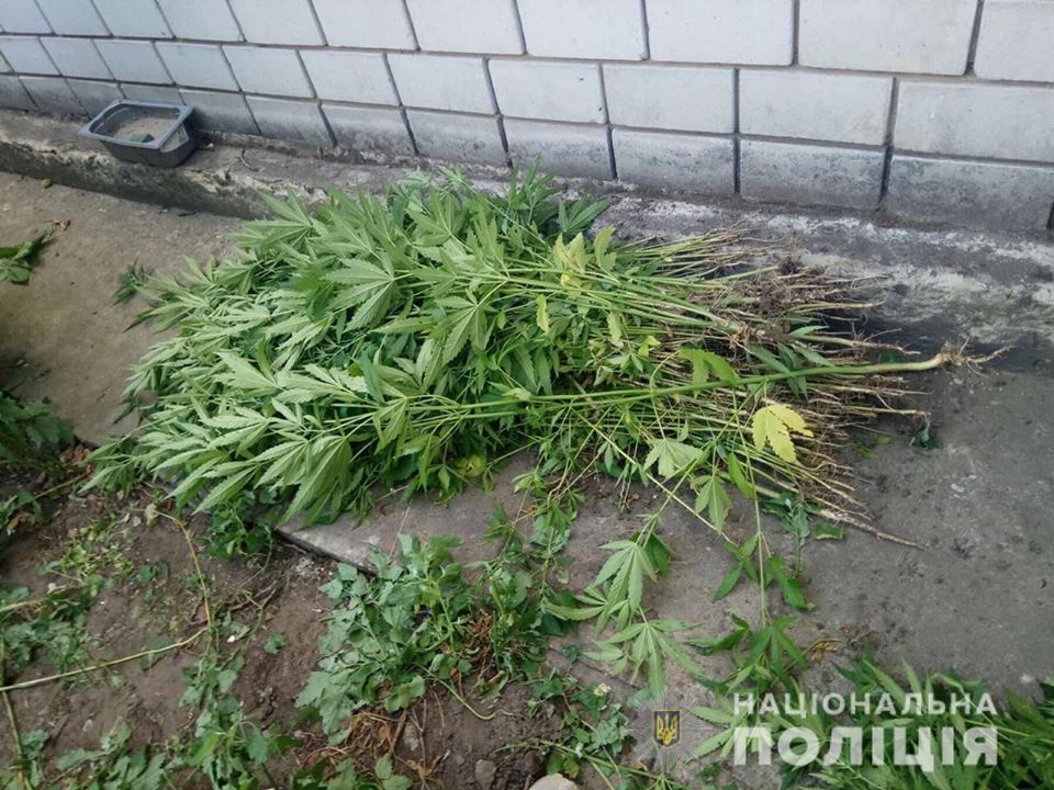 Сезон конопли в самом разгаре: на Днепропетровщине задержали мужчин за выращивание наркотиков (ФОТО) - рис. 1