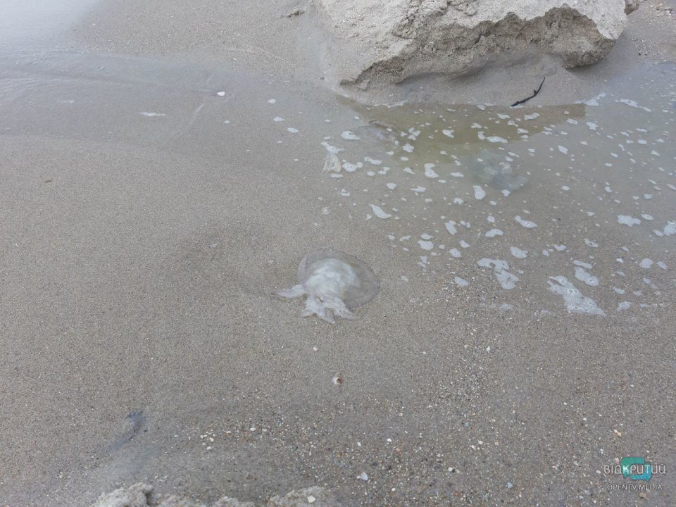 Не поплаваешь: на Азовском море массовое нашествие медуз (ФОТО, ВИДЕО)
