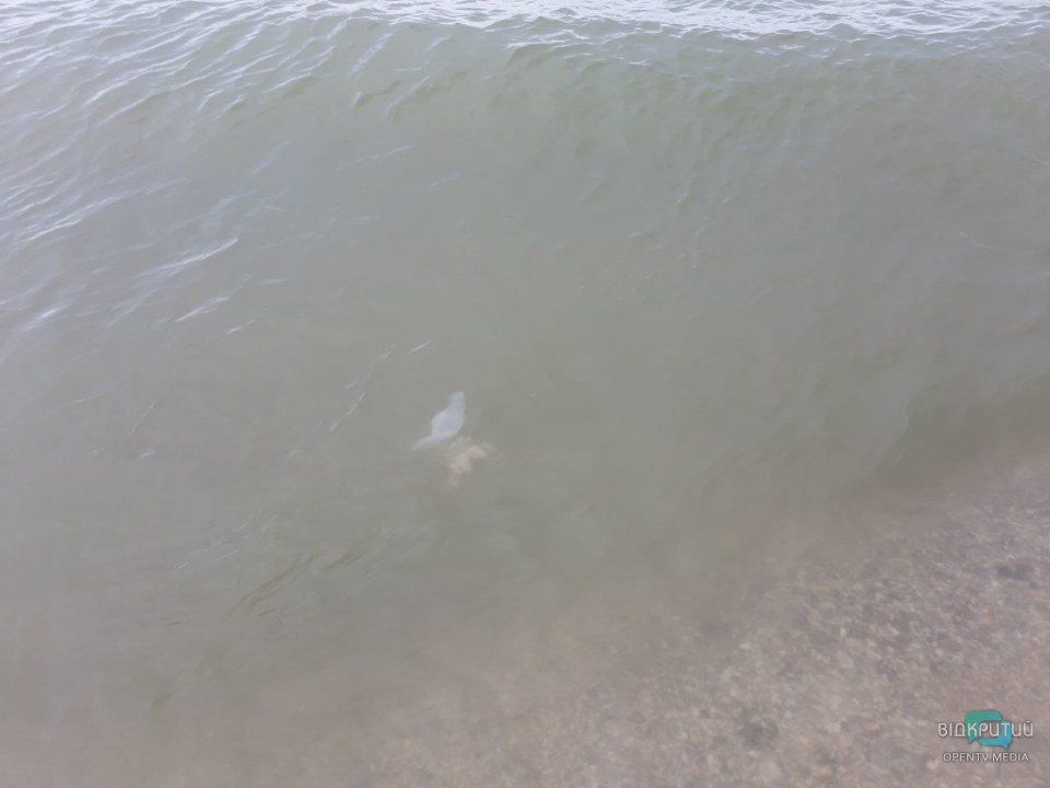 Не поплаваешь: на Азовском море массовое нашествие медуз (ФОТО, ВИДЕО)