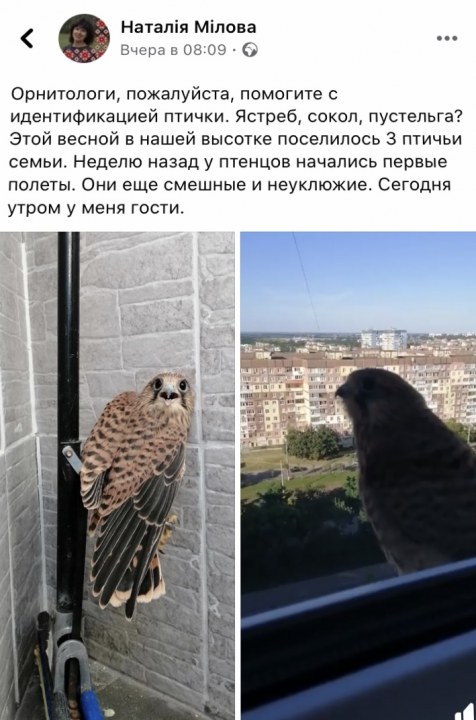 «Смешные и неуклюжие»: на окне у днепрянки поселились необычные птицы - рис. 1