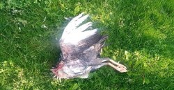 В Днепре в яхт-клубе "Сич" дикие звери массово убивают птиц - рис. 4