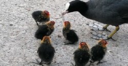 В парке Глобы поселилось семейство необычных пернатых: мама-лысуха и шестеро птенцов - рис. 11