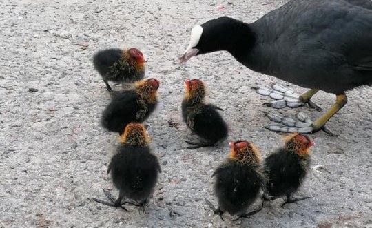 В парке Глобы поселилось семейство необычных пернатых: мама-лысуха и шестеро птенцов - рис. 1
