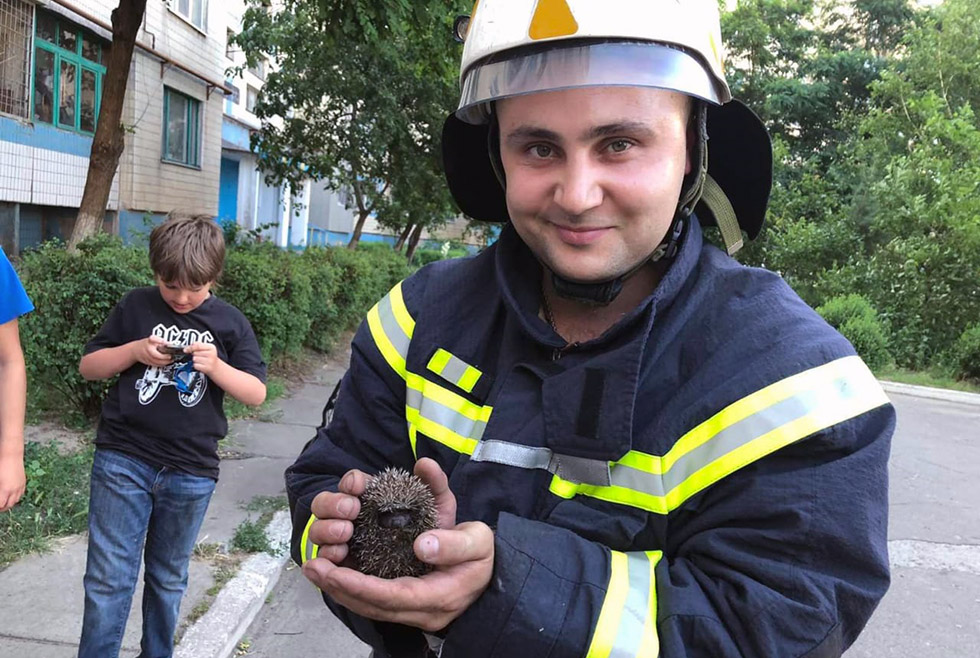 Хорошие новости: в Каменском пожарные спасли жизнь ёжику (ФОТО, ВИДЕО)