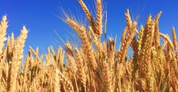 Как весенняя засуха сказалась на урожае ячменя в Днепропетровской области (ВИДЕО) - рис. 15