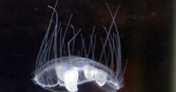Неожиданные гости: в Днепре появились десятки медуз - рис. 15