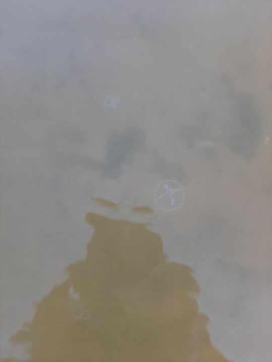 В Каменском в реке обнаружили пресноводных медуз (ФОТО) - рис. 1